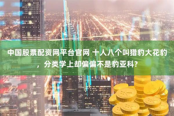 中国股票配资网平台官网 十人八个叫猎豹大花豹，分类学上却偏偏不是豹亚科?